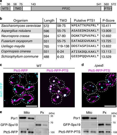 Ptc Is Localized In Mitochondria And In Peroxisomes A Domain Structure