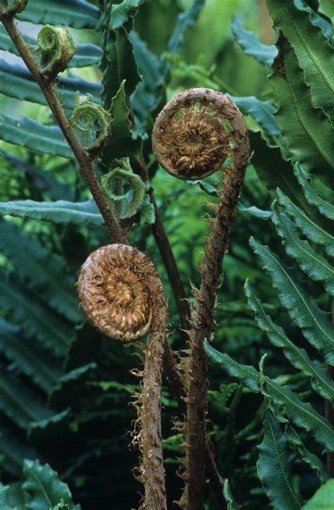 Gunnera plant care all about growing giant leaf plant – Artofit