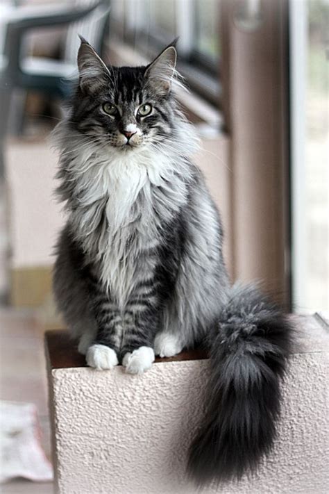 Maine Coon Cat Breed | History, Personality and Behavior - Cats In Care