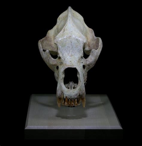 Cave Bear Skull With Stand | Bear skull, Cave bear, Skulls for sale