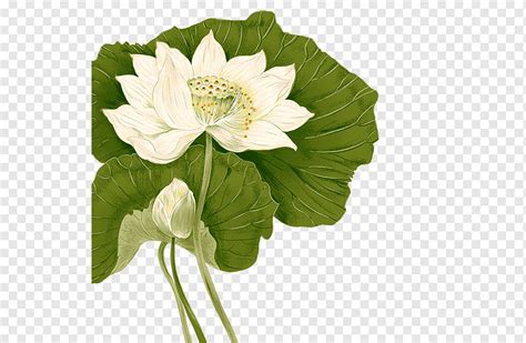 Nelumbo Nucifera Drawing Art Design Watercolor Painting Television