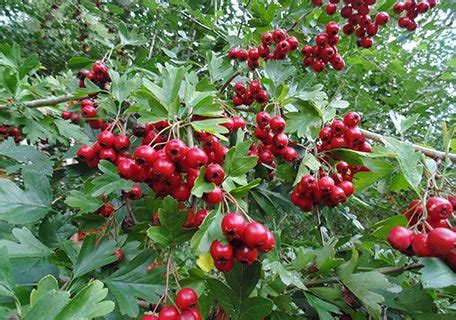 English Hawthorn (Crataegus laevigata) – Planting Justice