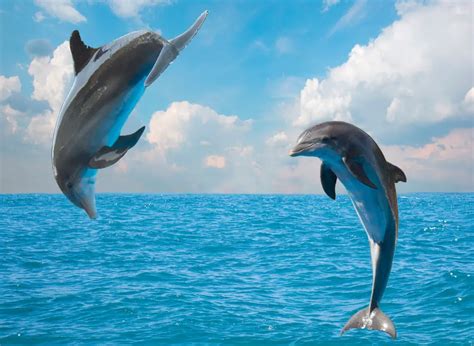 Unlocking How Dolphins Communicate: The Magic of Dolphin communication ...