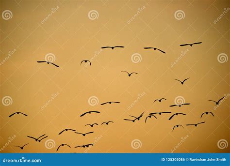 Group of birds stock photo. Image of distinctly, style - 125305086