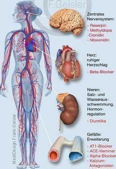 Blutkreislauf Herz Kreislaufsystem Artofit