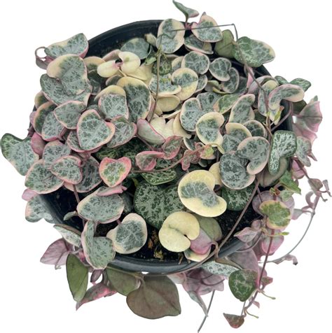 Variegated String Of Hearts Live Plant 6 Inch Pot