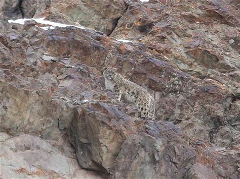 Snow Leopard searching holiday in Ladakh | Responsible Travel