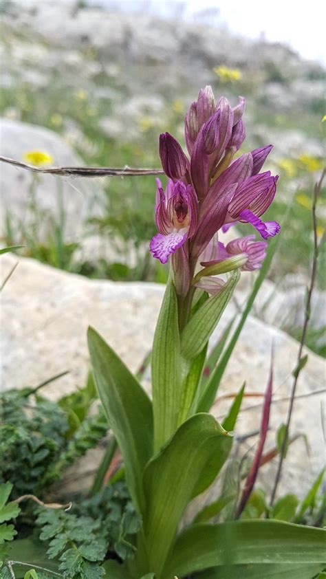 Pink Butterfly Orchid Orchis Papilionacea Flickr