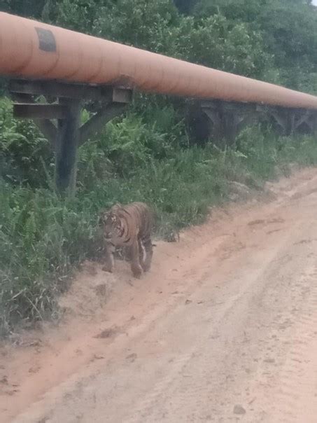 Pasca Munculnya Harimau Di Siak BBKSDA Riau Pasang Kamera Trap Dan