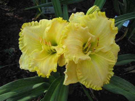 Your Five Favorite Yellow Daylilies? in the Daylilies forum - Garden.org