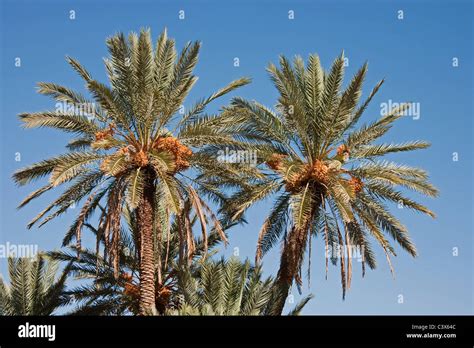 Dates Diseases And Pests Description Uses Propagation