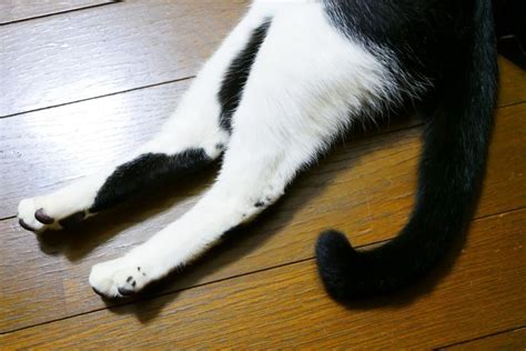 【獣医師監修】猫は死期が近づくとどんな行動を取る？飼い主様ができること Cocoペットジャーナル