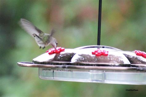 Bee-free hummingbird feeding - Birds and Blooms