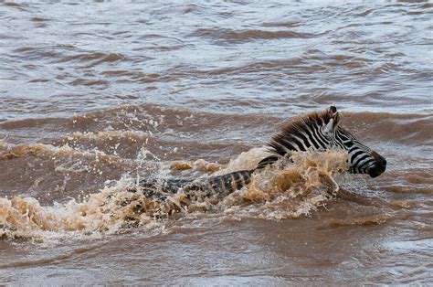 A Plains Zebra Equus Quagga Crossing License Image