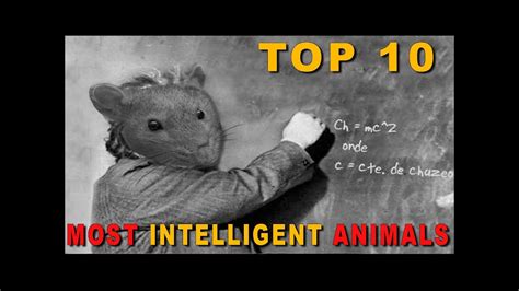 Top 10 Most Intelligent Animals In The World Youtube