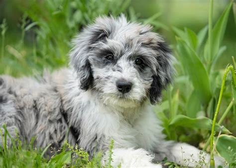 Blue Merle Aussiedoodle: A Comprehensive Guide