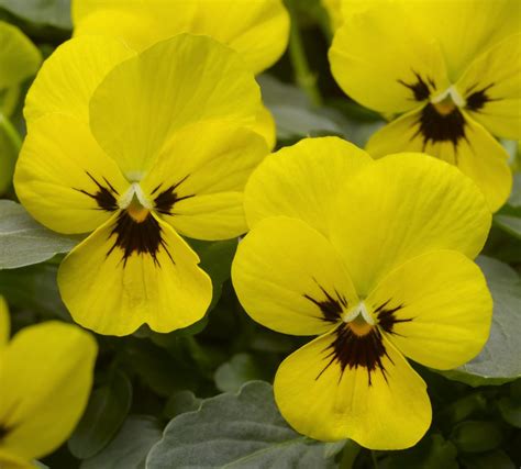 Viola Penny Yellow Blotch Muller Seeds