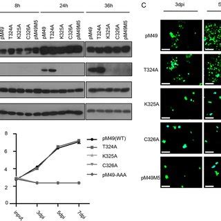 PM49 Is Essential For MCMV Replication A Schematic Depicting The