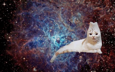 Omg Cats In Space