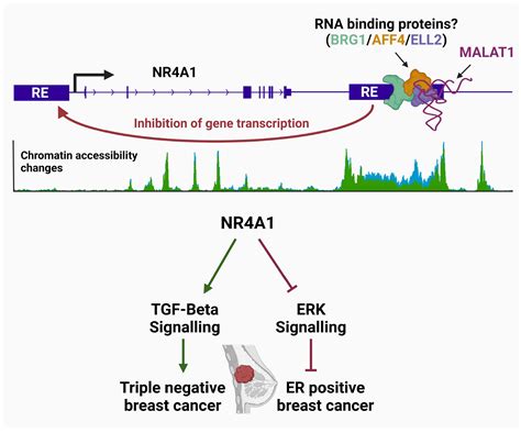 The Long Non Coding Rna Malat1 Modulates Nr4a1 Expression Through A