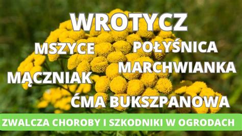 Wrotycz Zwalcza Choroby Grzybowe I Szkodniki W Ogrodzie Mszyce