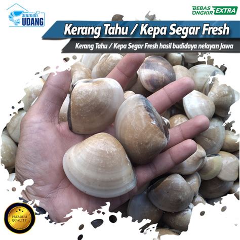 Jual Kerang Kepah Fresh Kerang Tahu Hidup Kerang Tahu Segar 1 Kg