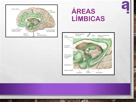 Por Que A Neuroci Ncia Deve Ir Para A Sala De Aula Ppt Carregar