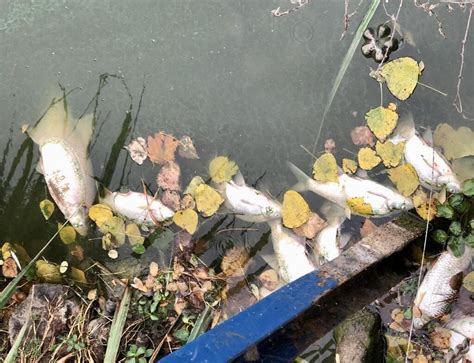 Saint Nazaire Des Dizaines De Poissons Morts Au Parc Paysager Saint