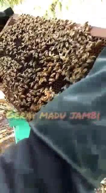 Jual Madu Asli Murni Madu Hutan Raw Honey Akasia Madu Asli Lebah