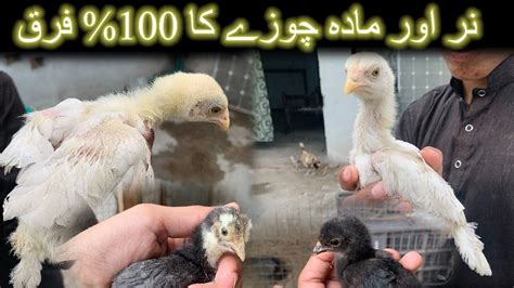 Male And Female Aseel Chicks Difference In 1 Month Old Chicks Aseel