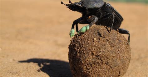 Why Do Dung Beetles Dance On Balls Of Poop To Keep Cool