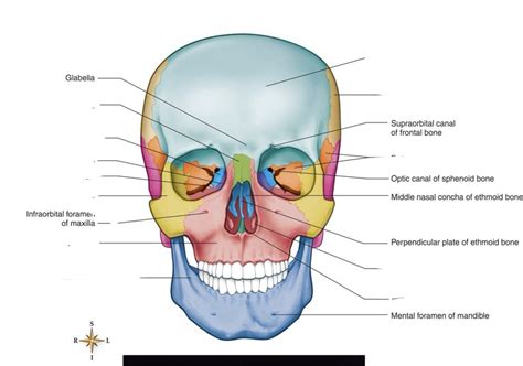 bones  face diagram quizlet