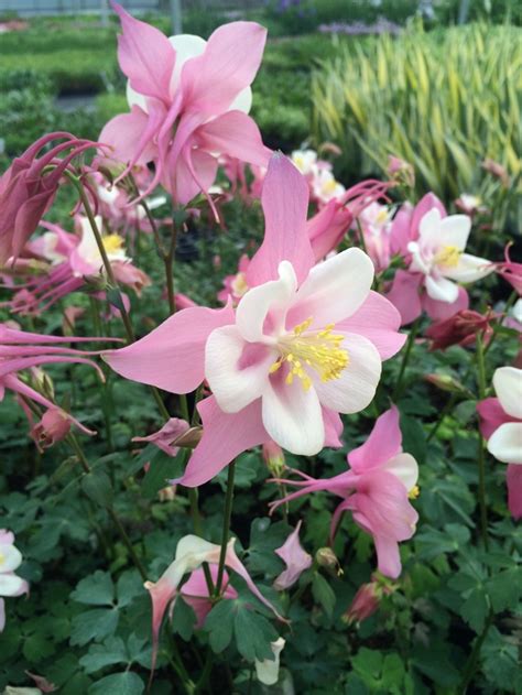 Aquilegia Caerulea Songbird Robin Columbine Garden Center Marketing