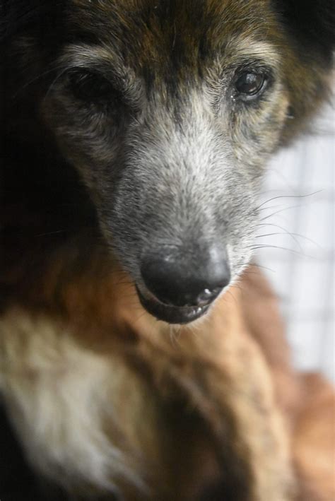 Walter Adopted! • Dumaguete Animal Sanctuary