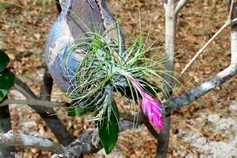 Plantfiles Pictures Tillandsia Bromeliad Air Plant Blushing Bride Sky Plant Tillandsia