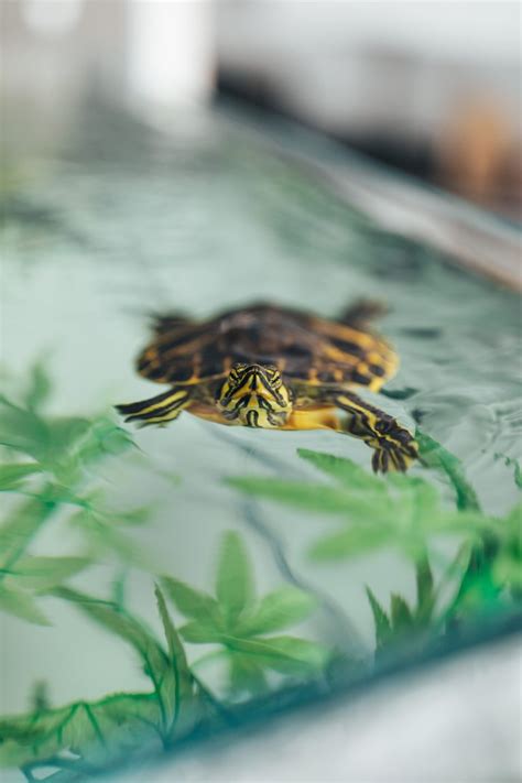 Type of Pet Turtles - A Comprehensive Guide to Choosing