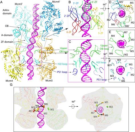 Cryo Em Structure Of Mcm2 7 Double Hexamer On Dna Suggests A Lagging