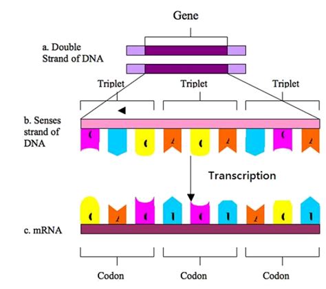 Protein Synthesis ‹ OpenCurriculum