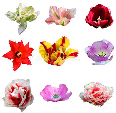 tulip flowers   varieties colors  shapes isolated