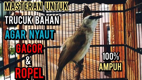 Pancingan Ampuh Suara Trucukan Gacor Ngalas Ropel Ini Ampuh Buat