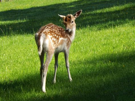 Cerf Faon La Nature Jeune Photo Gratuite Sur Pixabay Pixabay