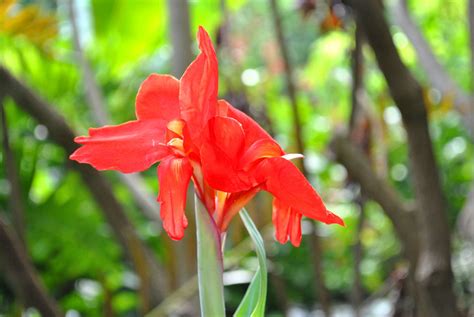 Canna Plant Care And Growing Guide