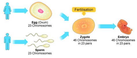 FERTILISATION AND EMBRYO FORMATION Diagram Quizlet