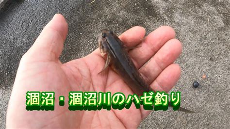 涸沼・涸沼川のハゼ釣りマハゼ6匹、最長12センチ？2023年8月27日 Youtube