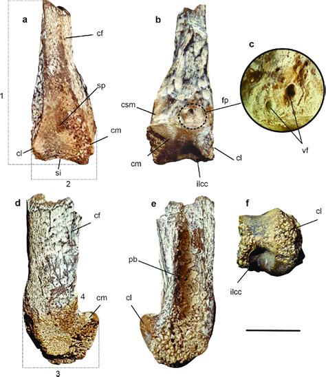 MPEF PV 1411 Sphenisciformes Cf Palaeospheniscus Distal End Of Right