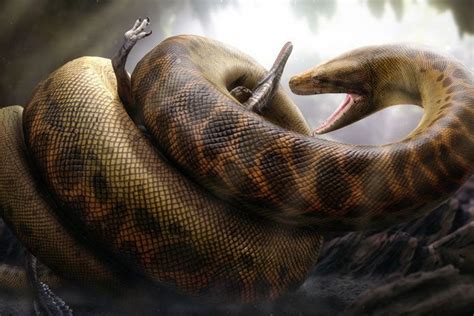 Titanoboa Snake The 50 Foot Long 2 000 Pound Prehistoric Beast