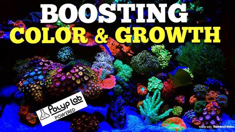 Boosting Coral Color And Growth Youtube