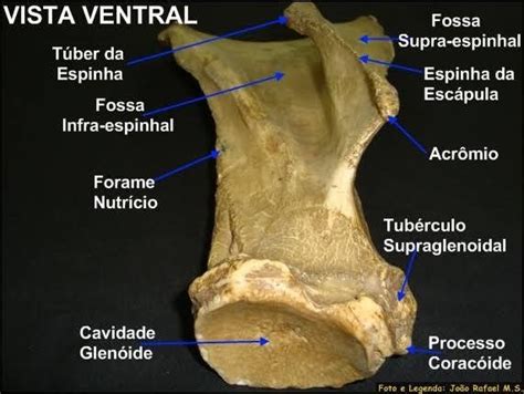 Escápula Anatomia dos ossos Veterinária Medicina veterinária