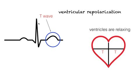 Repolarization Of The Heart