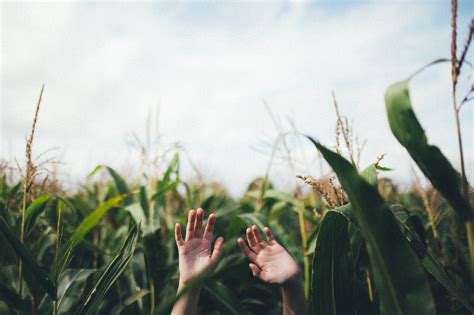 Images Gratuites Main La Nature Herbe Champ Prairie Prairie